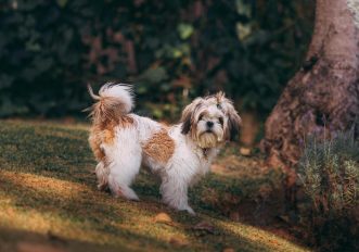 Shih-Tzu-cane-sienzioso