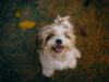 shih-tzu-tenerissimo-e-tranquillo