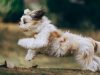 shih-tzu-allegro-ma-discreto-abbaia-solo-quando-necessario