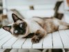 gatto-siamese-il-siamese-vivace-comunicativo-e-molto-legato-ai-proprietari-la-sua-vita-media-stando-a-questo-studio-di-1169-anni-sebbene-alcuni-siamese-possano-superare-i-20-anni-la-ricerca-mostra-che-la-maggior-parte-degli-individui-vive-meno-dei-burmese-perch-la-media-considera-anche-i-decessi-pi-precoci