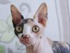 sphynx-nudo-rugoso-e-con-occhi-da-alieno-curioso-sembra-sempre-pronto-a-spiare-ogni-angolo-della-casa