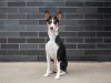 basenji-il-cane-che-non-abbaia-emette-suoni-simili-a-canti-ma-resta-molto-silenzioso
