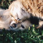 Migliori cani per gatti