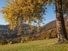 il-foliage-dei-boschi-della-carnia-ph-mario-verin