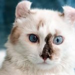 American Curl