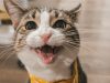 gatto-buffo