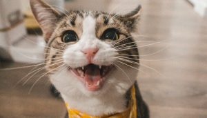 Gatti più buffi del mondo