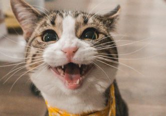 Gatti più buffi del mondo