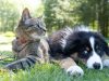 gatto-con-cane