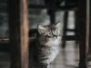 gatto-meticcio-i-crossbred-cio-i-gatti-meticci-senza-pedigree-definito-sono-spesso-i-pi-comuni-nelle-case-la-loro-vita-media-nello-studio-1189-anni-pur-avendo-una-media-inferiore-ai-burmese-e-ai-birmani-molti-meticci-superano-i-20-anni-grazie-alla-maggiore-diversit-genetica-che-riduce-il-rischio-di-malattie-ereditarie