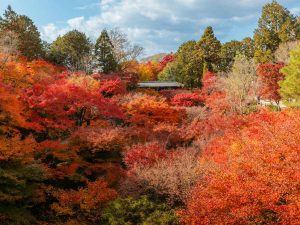 Kyoto, Gaippone, foliage