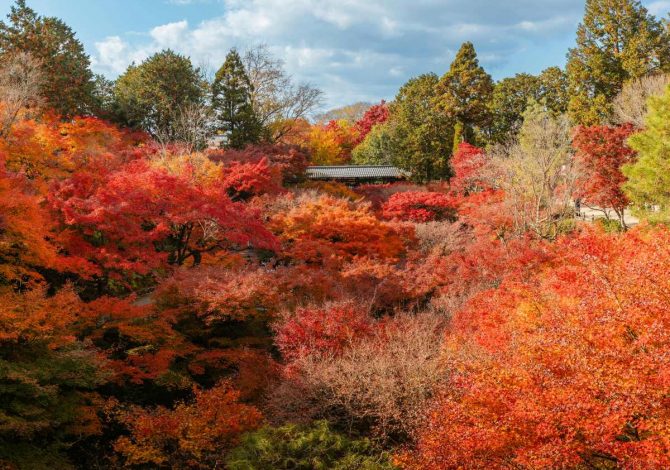 Kyoto, Gaippone, foliage