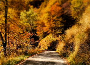 alto-piemonte-alberi-autunno