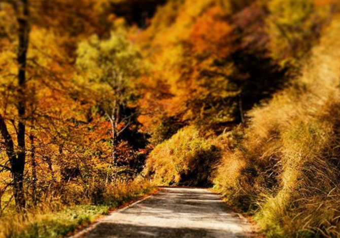 alto-piemonte-alberi-autunno