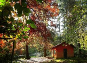 passegiate-novembre-val-di-taro-Parco Carrega - Casetta al Lago della Svizzera
