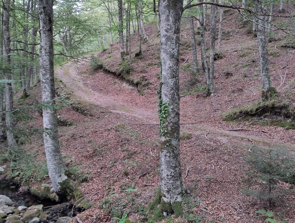 Sentiero_nel_bosco_Brunicella_-_Ferdinandea_-_Parco_Naturale_regionale_delle_Serre