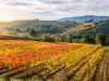 strada-del-sagrantino-i-vigneti-e-i-boschetti-sparsi-tra-le-colline-conservano-a-novembre-sfumature-di-arancio-e-rosso-mentre-le-strade-seguono-dolcemente-le-curve-del-terreno