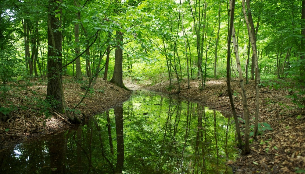 bosco-sorti-piemonte