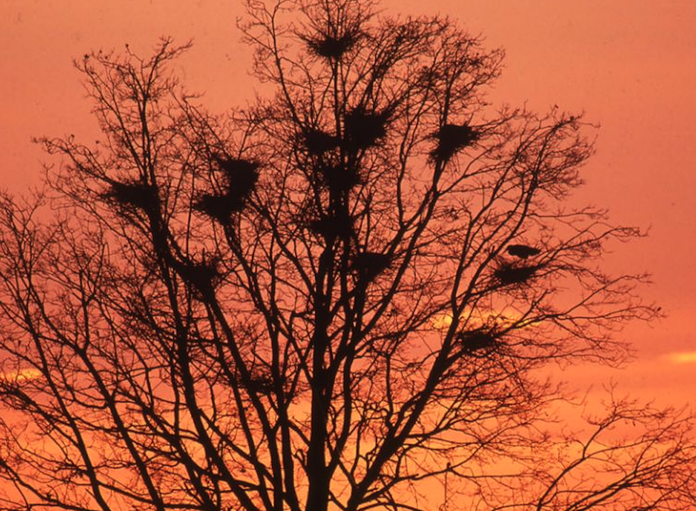 piemonte-parco-sorti