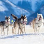 Sleddog nel Parco Nazionale della Sila