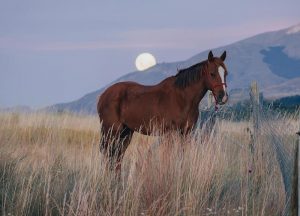 cavallo-emozioni-horsemanship
