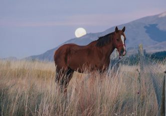 cavallo-emozioni-horsemanship