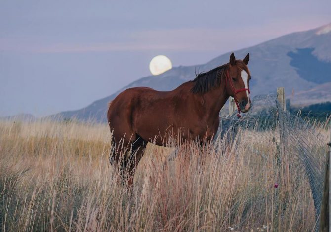 cavallo-emozioni-horsemanship