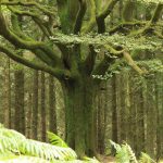 Foresta di Brocéliande