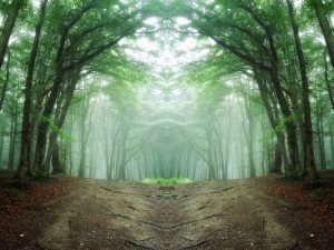 Foreste da brivido in Europa