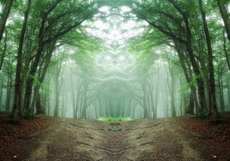 Foreste da brivido in Europa