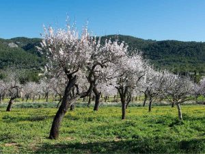 Maiorca in inverno, fioritura