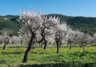 Maiorca in inverno, fioritura