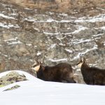 Parco Nazionale del Gran Paradiso
