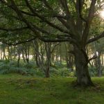 Stanton Moor, Peak District