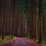 Tollymore Forest Park