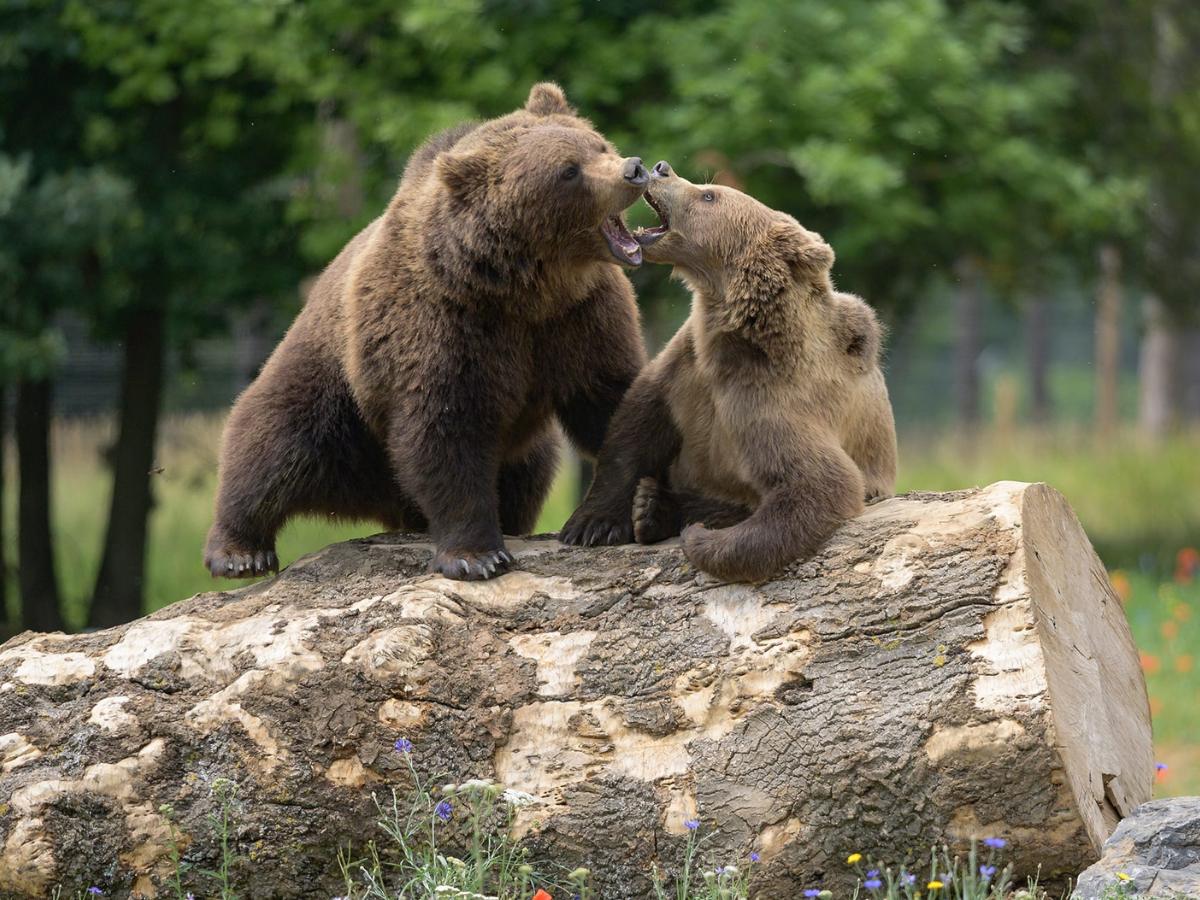 Gli orsi bruni di Han-sur-Lesse