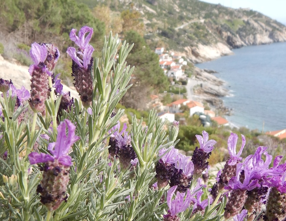 via-della-Lavanda-foto-Marchese-