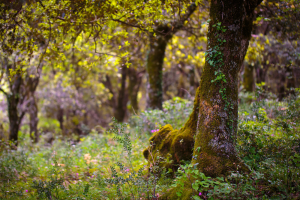bosco-ficuzza-sicilia