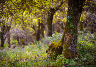 bosco-ficuzza-sicilia
