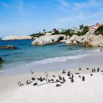 Boulders Beach Penguin Colony