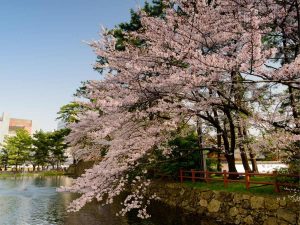 Ciliegi Reggia di Venaria, Torino
