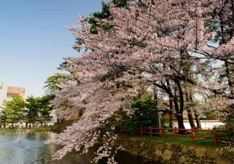 Ciliegi Reggia di Venaria, Torino