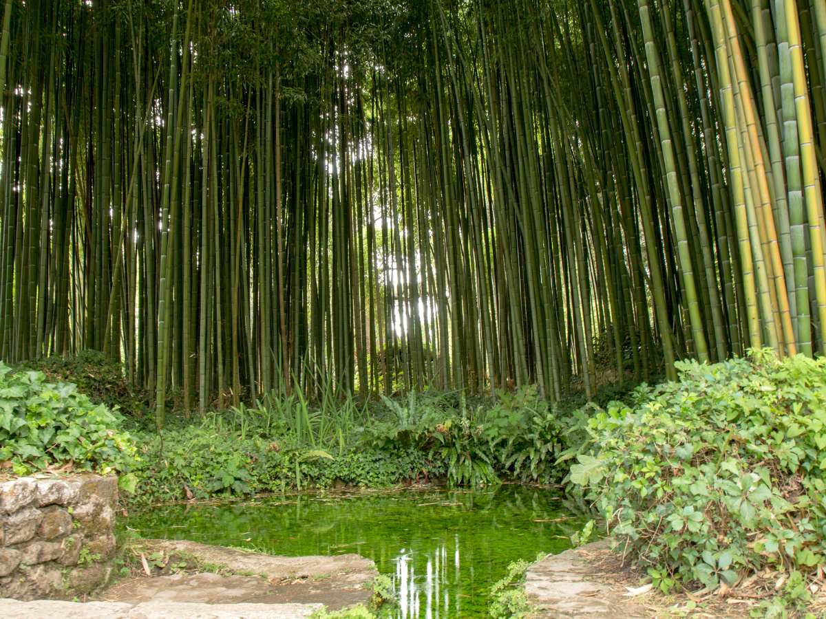 Fiume Ninfa che scorre nell'omonimo giardino