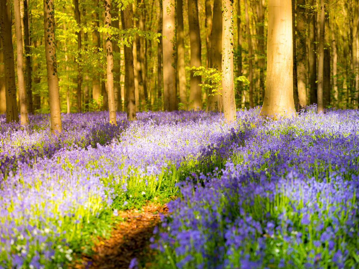 La Foresta Blu del Belgio