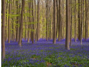Foritura di Hallerbos in Belgio