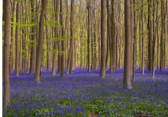 Foritura di Hallerbos in Belgio