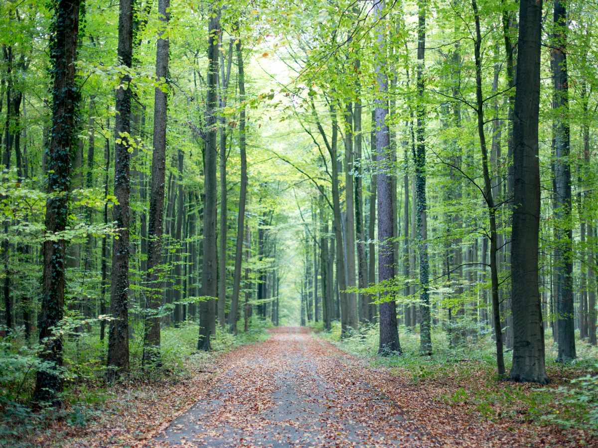 Hallerbos durante le stagioni