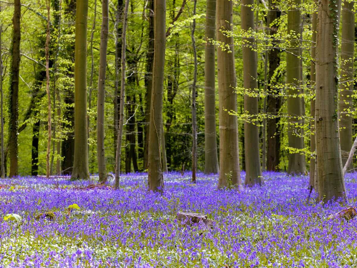 Hallerbos durante la fioritura