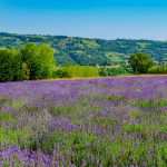 Sale San Giovanni in Piemonte