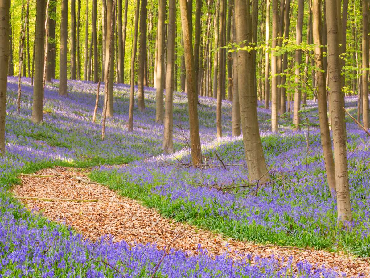 I sentieri per visitare Hallerbos